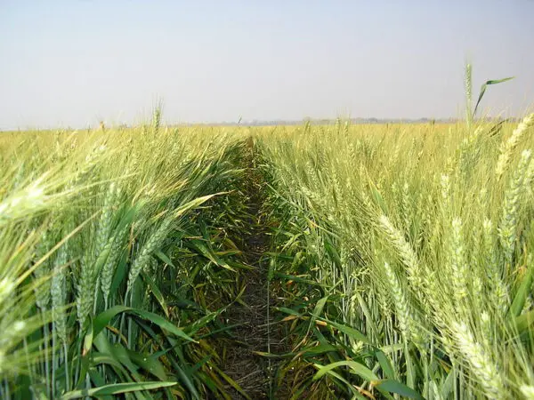 Irrigated Wheat field / by Maxdrobot, Public domain, via Wikimedia Commons / Public Domain Irrigated Wheat field / Maxdrobot, Public domain, via Wikimedia Commons / Public Domain