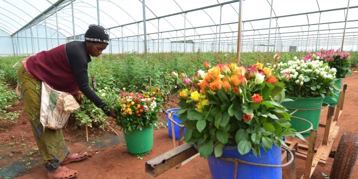 Zambia flowers bloemenkwekerij