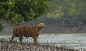 SEA for Sundarbans - Bangladesh
