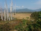 bhutan paddy fields